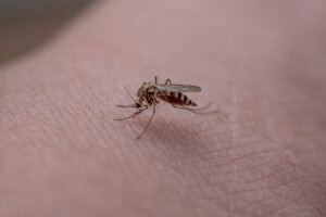moustique sur de la peau